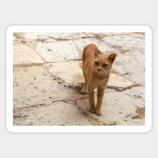 Cats of Malta - stray ginger tabby cat Sticker